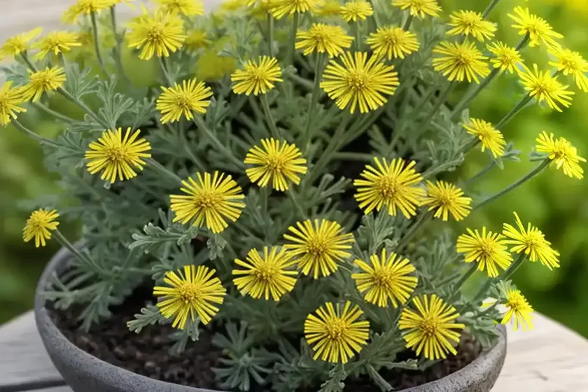 Sticky groundsel (senecio viscosus) — photo 2