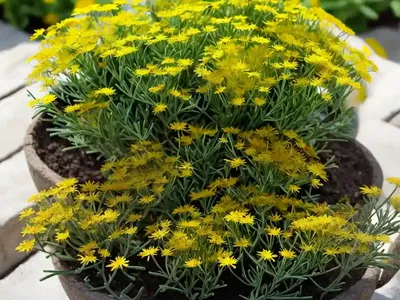 Sticky Groundsel (Senecio Viscosus)