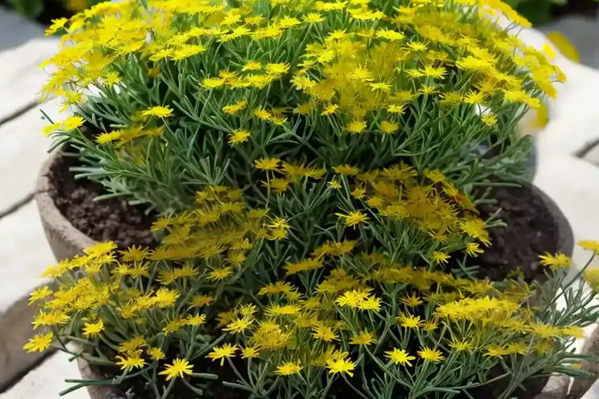 Sticky groundsel (senecio viscosus)