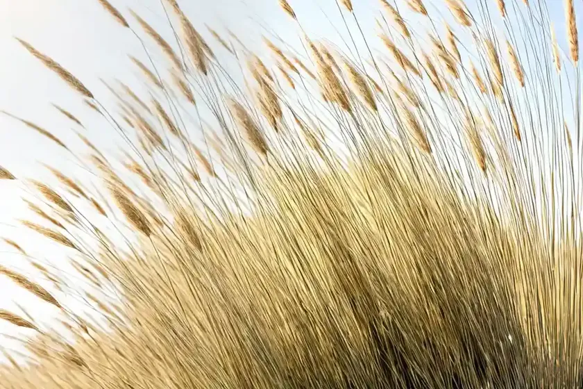 Stipa calamagrostis (spear grass) — photo 2