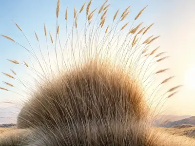 Stipa Calamagrostis (Spear Grass)