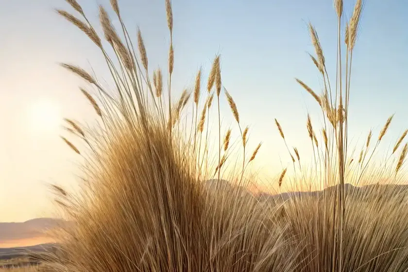 Stipa gigantea (golden oats) — photo 2