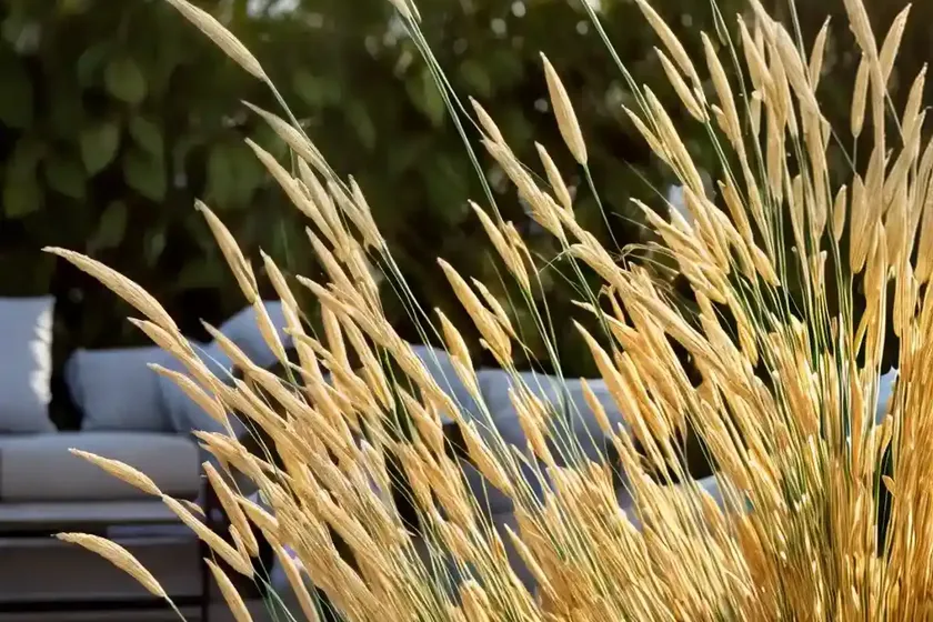 Stipa gigantea (golden oats) — photo 3