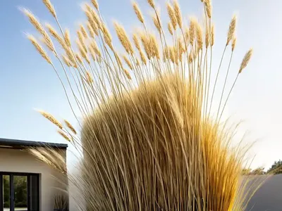 Stipa Gigantea (Golden Oats)