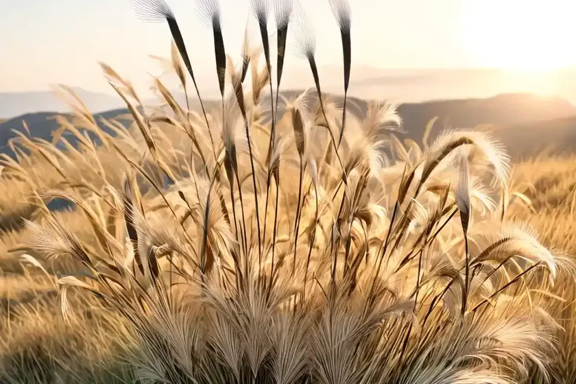 Stipa ichu (peruvian feather grass) — photo 2