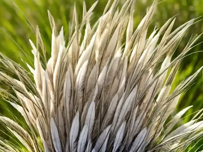Stipa Ichu (Peruvian Feather Grass)