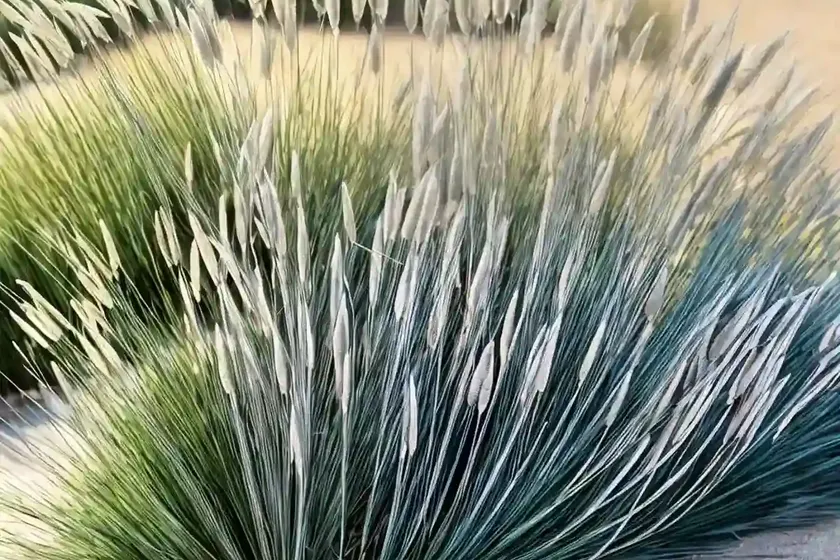 Stipa tenuissima (mexican feather grass) — photo 3