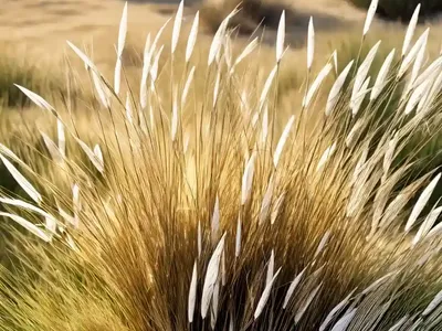 Stipa Tenuissima (Mexican Feather Grass)