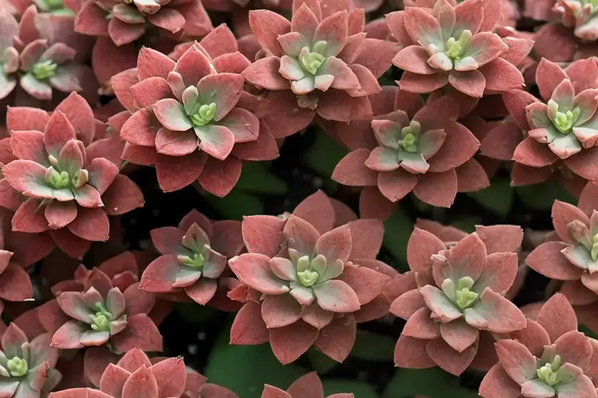 Stonecrop ‘cherry tart’ (hylotelephium ‘cherry tart’) — photo 2