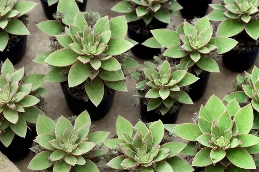 Stonecrop (hylotelephium ‘blade runner’) — photo 2