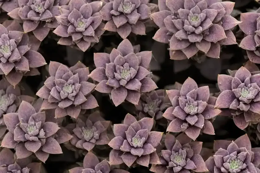 Stonecrop (hylotelephium telephium (atropurpureum group) ‘postman’s pride’) — photo 2