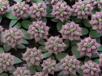 Stonecrop (Hylotelephium Telephium (Atropurpureum Group) ‘Postman’s Pride’)