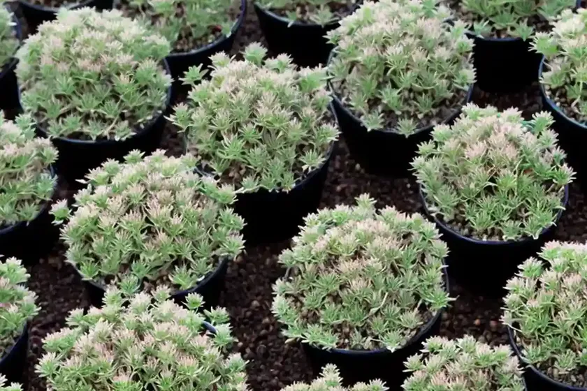 Stonecrop (hylotelephium telephium ‘blackjack’) — photo 3