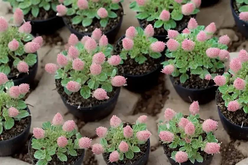 Stonecrop (hylotelephium telephium ‘cherry truffle’) — photo 2