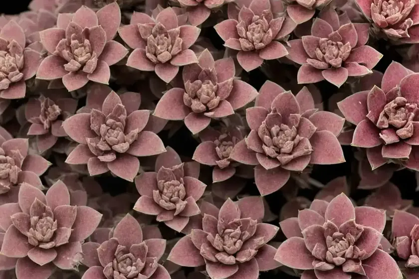 Stonecrop (hylotelephium telephium ‘munstead dark red’) — photo 2