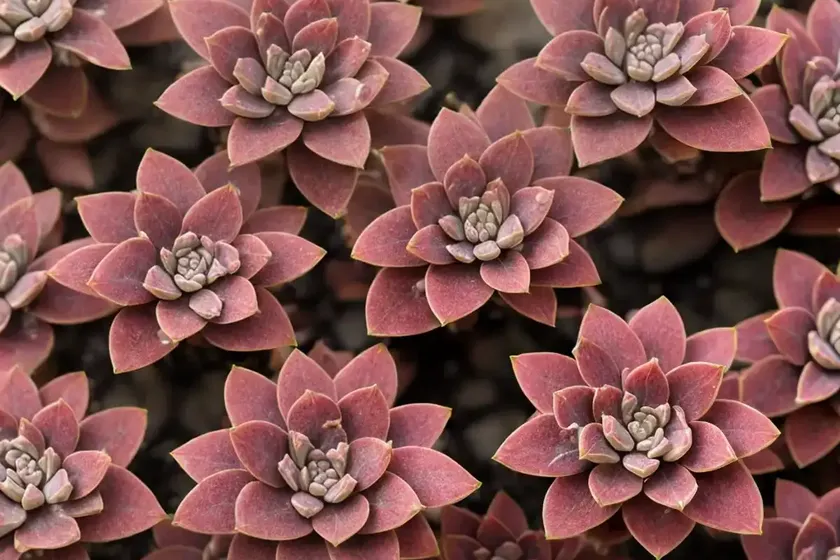 Stonecrop (hylotelephium telephium ‘munstead dark red’) — photo 3