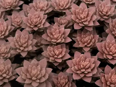 Stonecrop (Hylotelephium Telephium ‘Munstead Dark Red’)