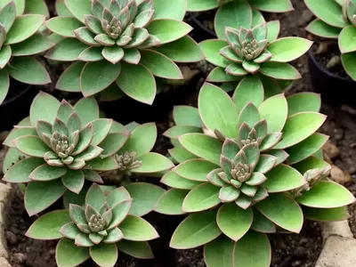 Stonecrop (Hylotelephium ‘Vera Jameson’)