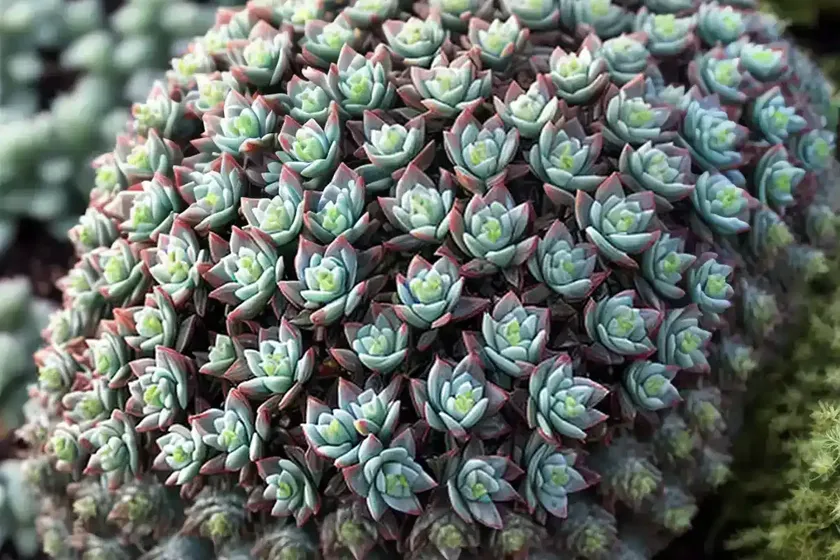Stonecrop (sedum ‘blue spruce’) — photo 2