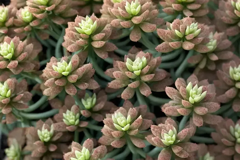 Stonecrop (sedum ‘dazzleberry’) — photo 2