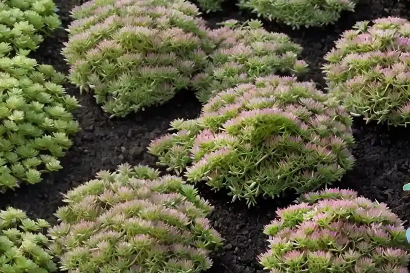 Stonecrop (sedum rupestre ‘angelina’) — photo 2