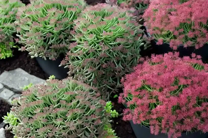 Stonecrop (sedum telephium ‘dark magic’) — photo 3