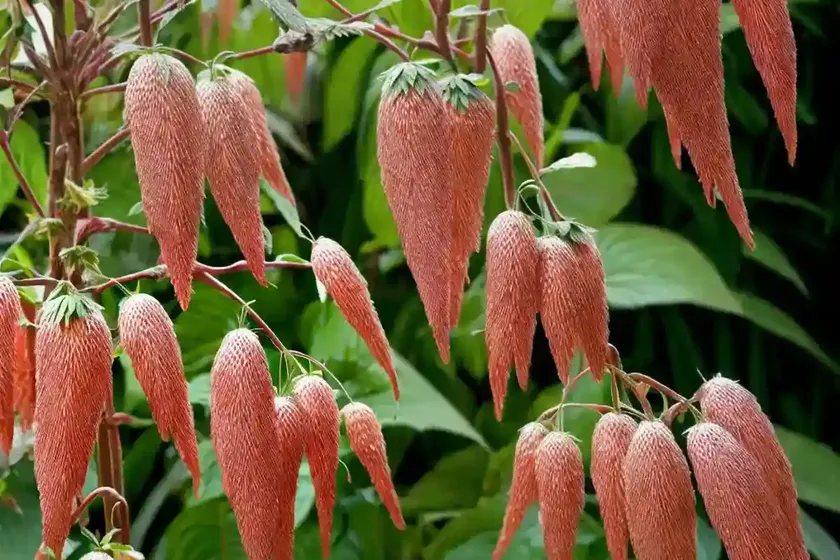Strawberry firetail (acalypha pendula) — photo 2