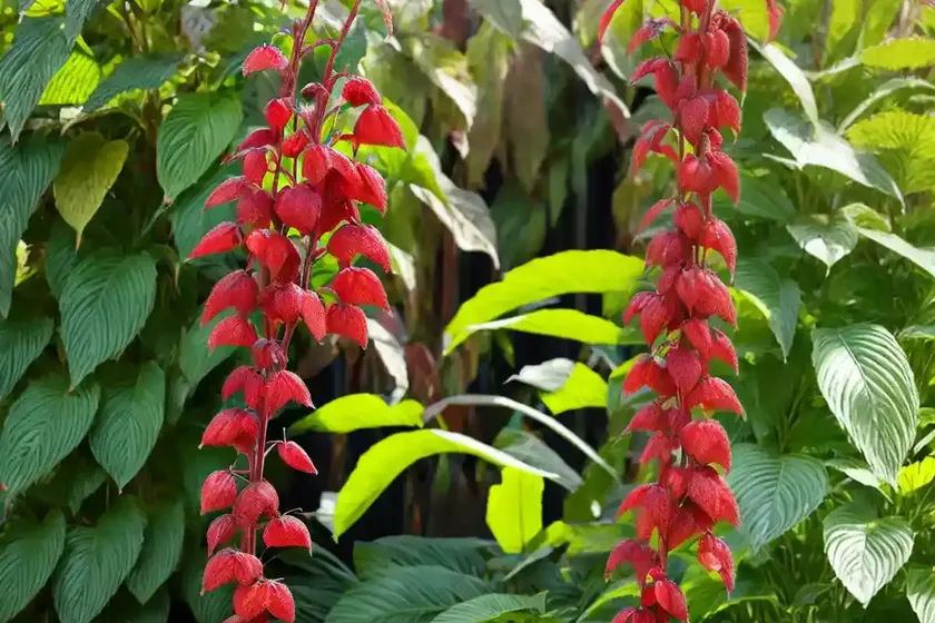 Strawberry firetail (acalypha pendula) — photo 3