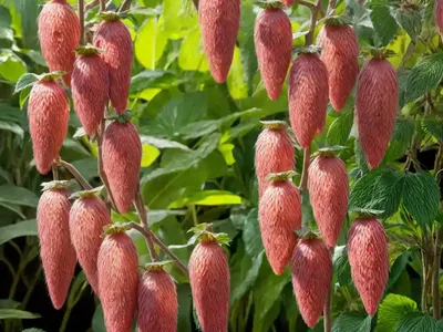 Strawberry Firetail (Acalypha Pendula)