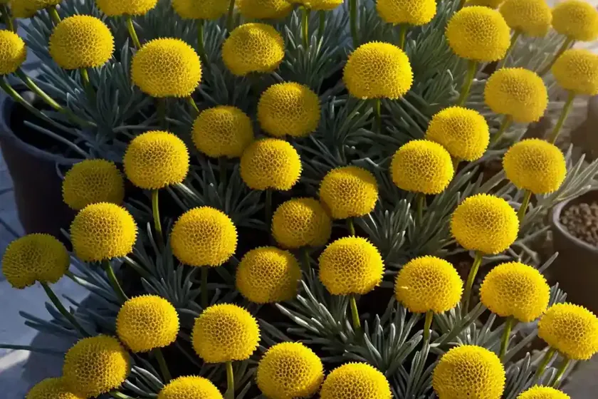Strawflower (Helichrysum Heldreichii) — photo 2