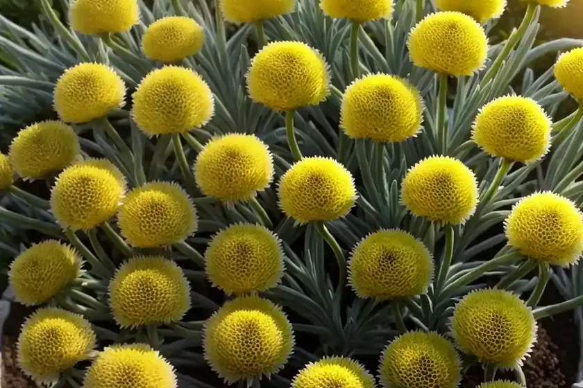 Strawflower (Helichrysum Heldreichii) — photo 3