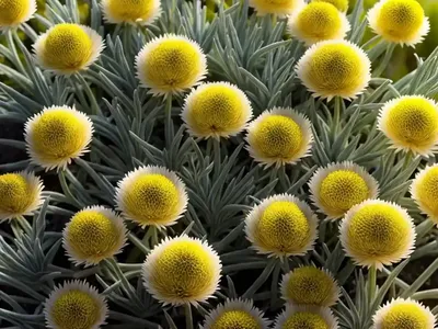 Strawflower (Helichrysum Heldreichii)