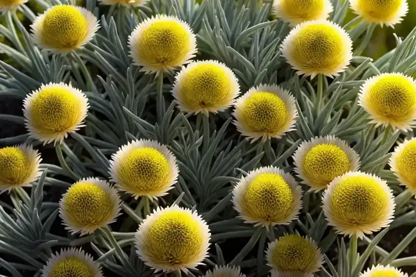 Strawflower (Helichrysum Heldreichii)