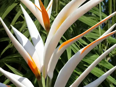 Strelitzia Alba (White Bird Of Paradise)