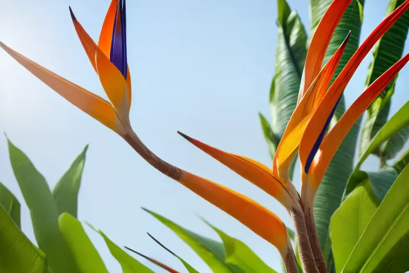 Strelitzia juncea (narrow-leaved bird of paradise) — photo 2