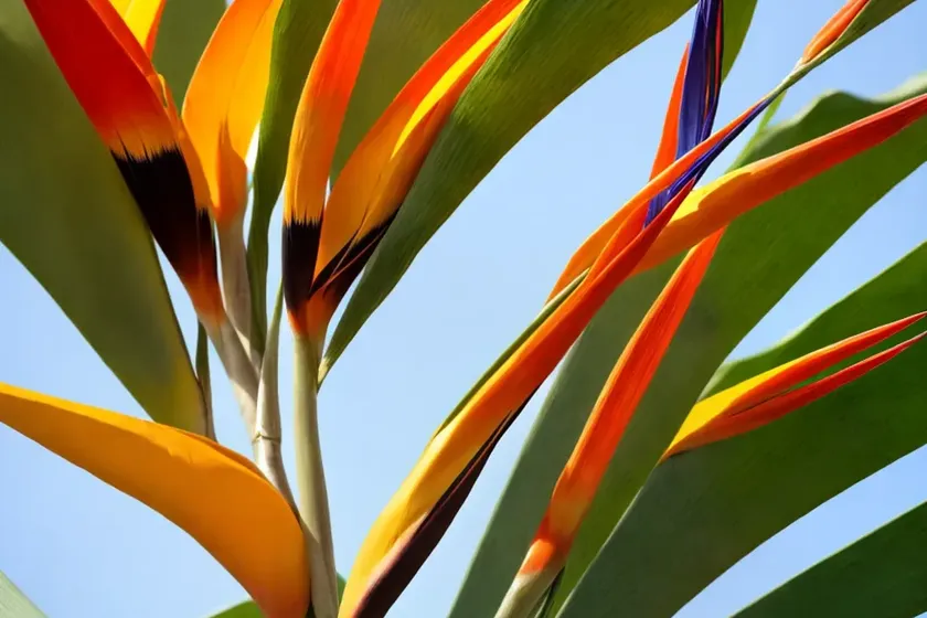 Strelitzia juncea (narrow-leaved bird of paradise) — photo 3