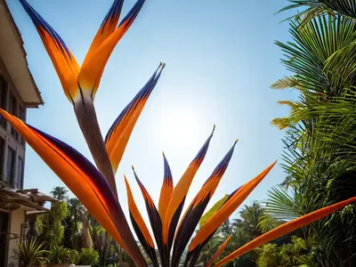 Strelitzia Nicolai (Giant Bird Of Paradise)