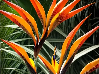Strelitzia Reginae ‘Mandela’s Gold’ (Bird Of Paradise)