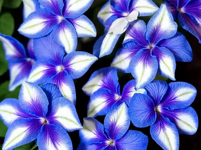 Streptocarpus ‘Blue Ice’ (Cape Primrose)