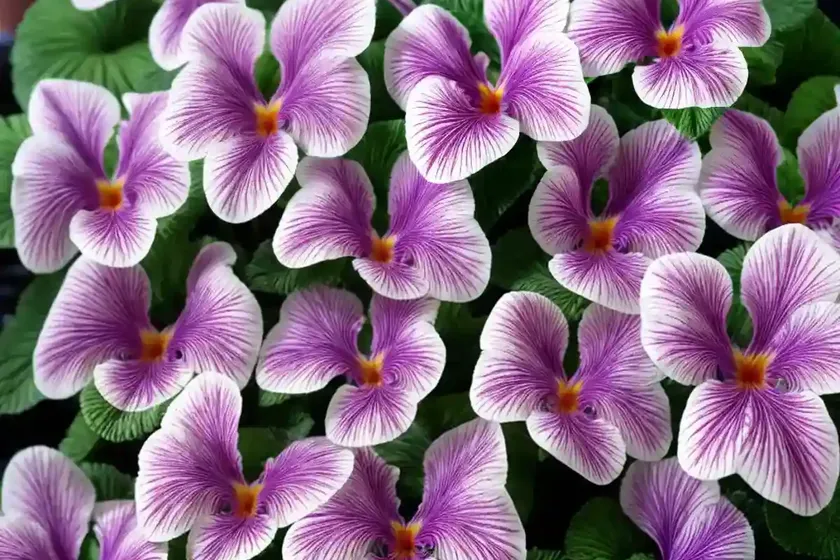 Streptocarpus ‘harlequin lace’ (cape primrose) — photo 3