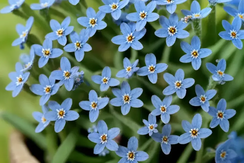 Strict Forget-Me-Not, Blue Scorpion Grass. (Myosotis Stricta) — photo 3