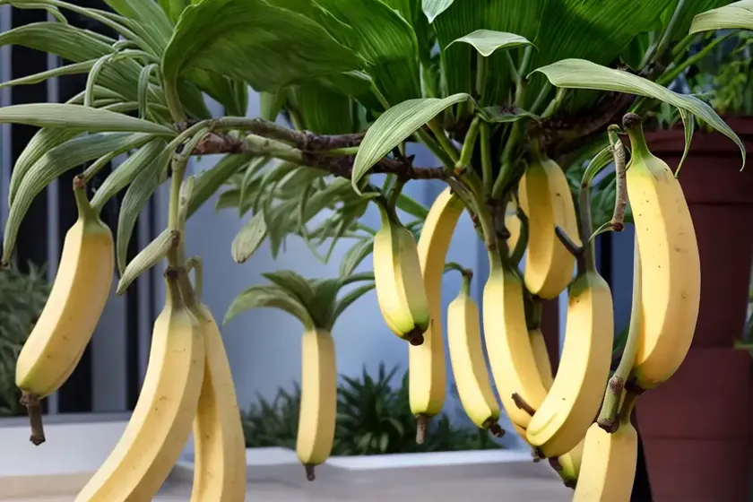 String of bananas (senecio radicans) — photo 2