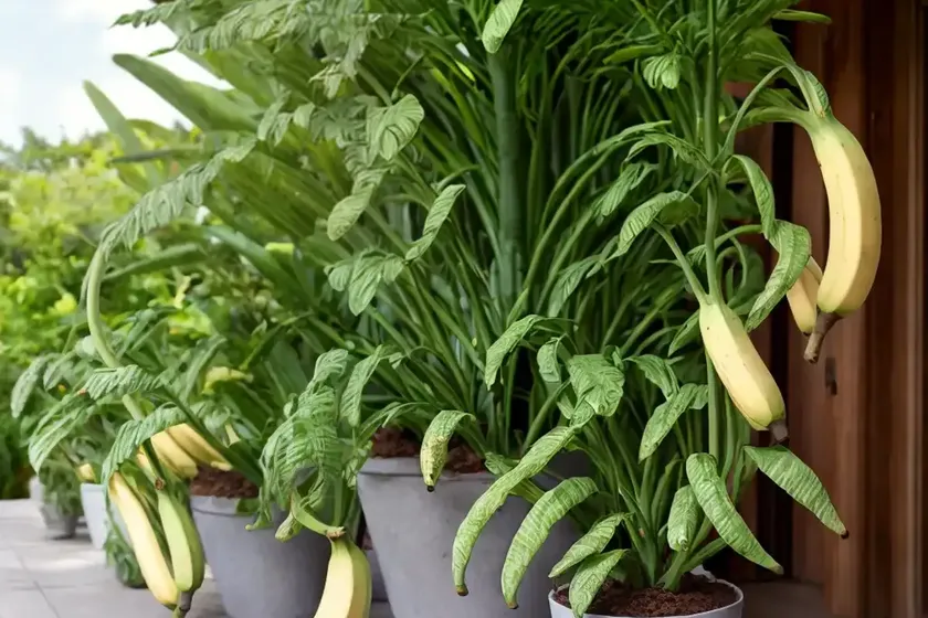 String of bananas (senecio radicans)