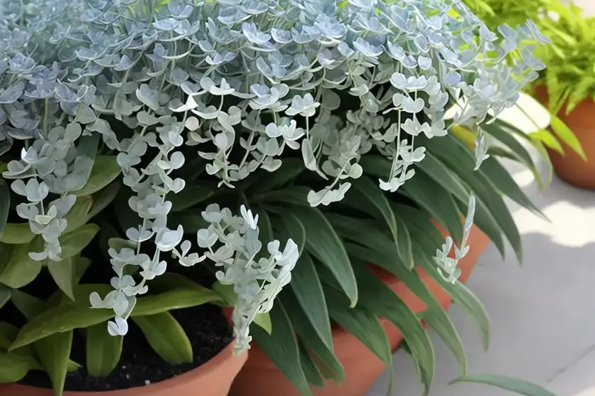 String of dolphins (senecio peregrinus) — photo 3