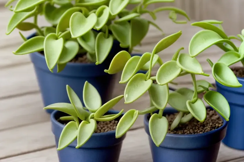 String of nickels (dischidia nummularia) — photo 3