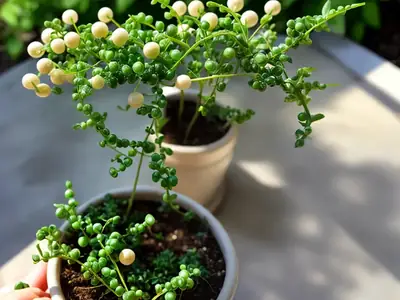String of Pearls (Curio rowleyanus) Care Guide