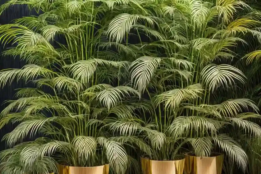 Striped bamboo fern (coniogramme emeiensis ‘golden zebra’) — photo 2