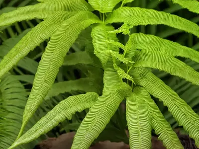 Striped Brake (Pteris Quadriaurita)