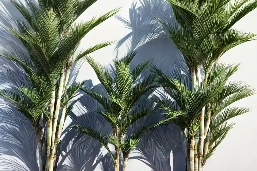 Striped dracaena (dracaena deremensis “warneckii”) — photo 2