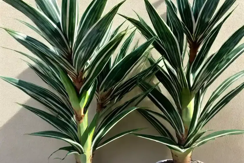 Striped dracaena (dracaena deremensis “warneckii”) — photo 3